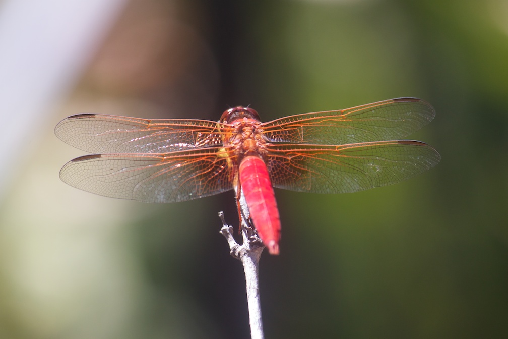 Red Dragonfly