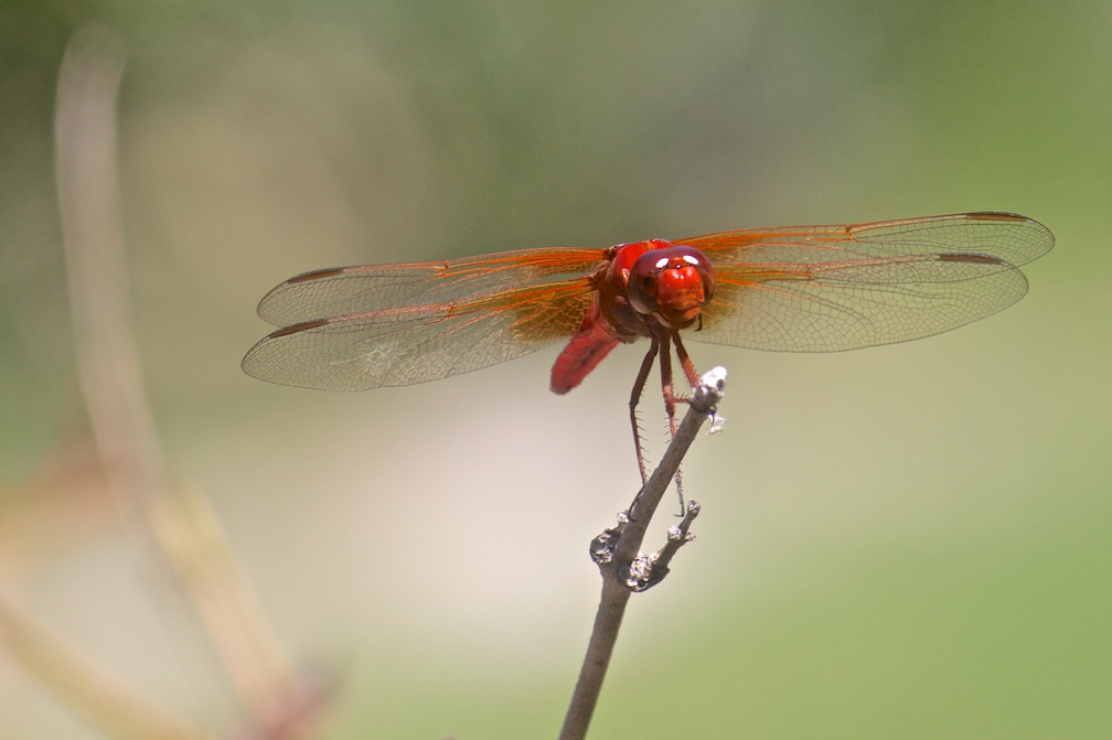 Red Dragonfly