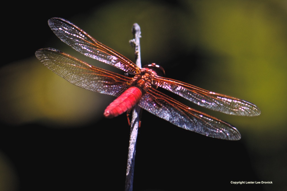 Red Dragonfly