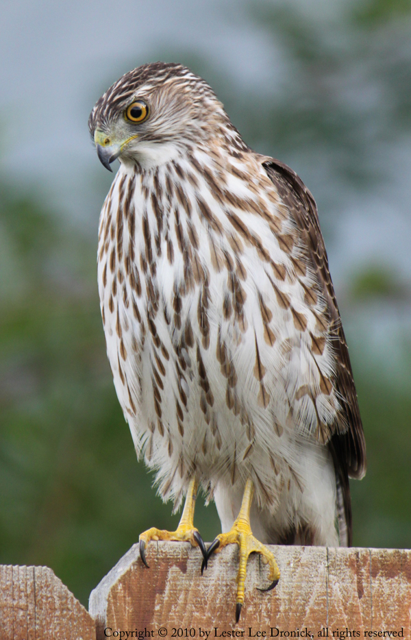 Cooper's Hawk