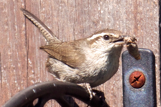 Photo of a Bewick's Wren