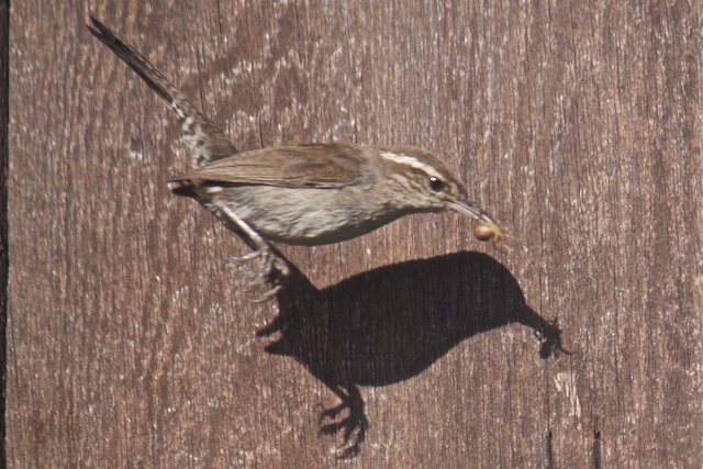 Photo of a bewick's wren flying